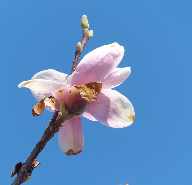 Magnolia, Blossom, Bloom, kevään, vaaleanpunainen, Luonto, kukka