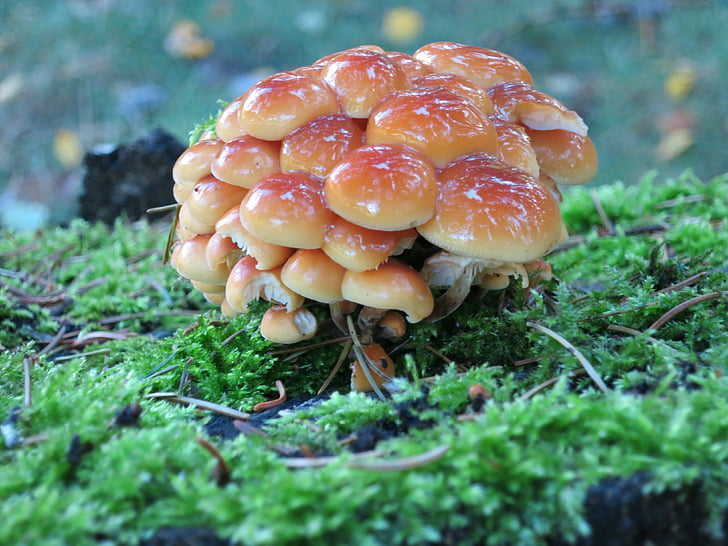mushrooms, forest, nature, autumn, toxic, mushroom picking, eat