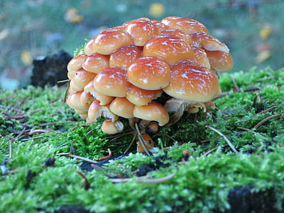 jamur, hutan, alam, musim gugur, beracun, jamur yang diambil, Makan