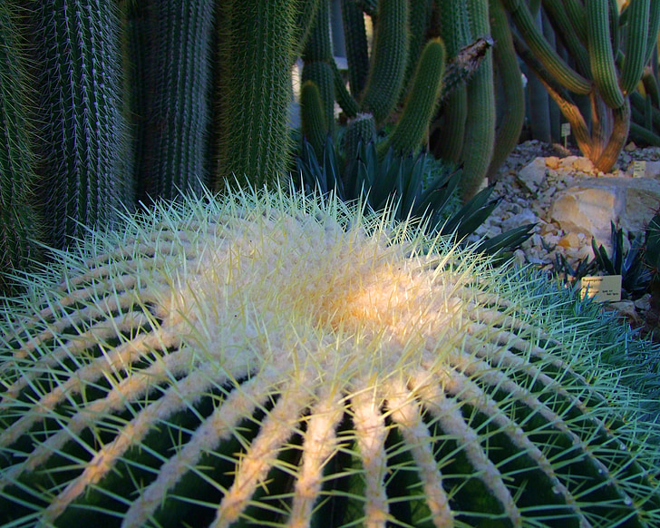 kaktusz, Cactaceae, kaktusz üvegházhatású, tüskés, zöld, fehér, természet