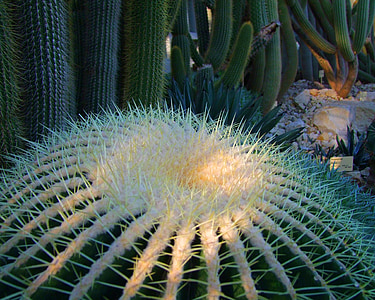 Kaktuss, Cactaceae, Kaktuss siltumnīcefekta, raupjajiem, zaļa, balta, daba