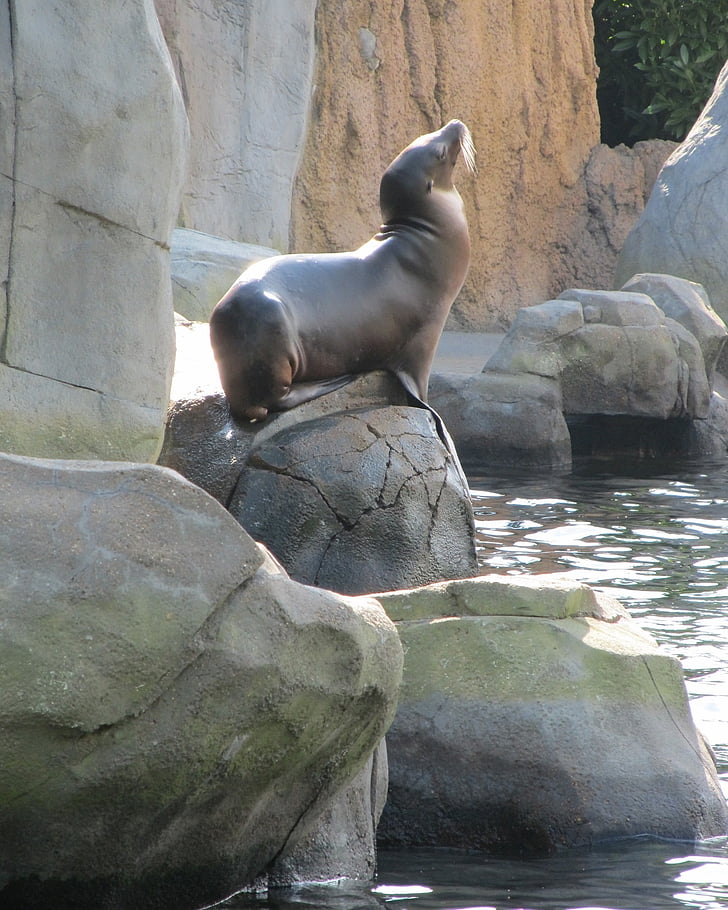 sea lion, posing, marine, rock, water, funny, nature
