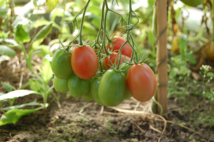 помідори, овочі, томатний, продукти харчування, дачі, збирання врожаю, жнива