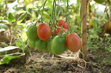 помідори, овочі, томатний, продукти харчування, дачі, збирання врожаю, жнива