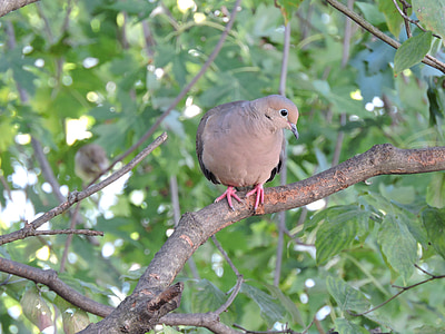 Mourning dove, chim bồ câu, chim, Dịch cúm gia cầm, Birdwatching, Thiên nhiên, con chim