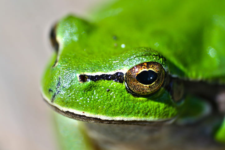 Closeup, Fotografie, zelená, žába, zvíře, zelená žába, Žabí oči