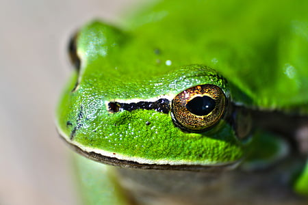 Lähikuva, valokuvaus, vihreä, sammakko, eläinten, vihreä sammakko, sammakko silmät