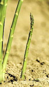 asparagus, green, ground, field, vegetables, eat, nutrition