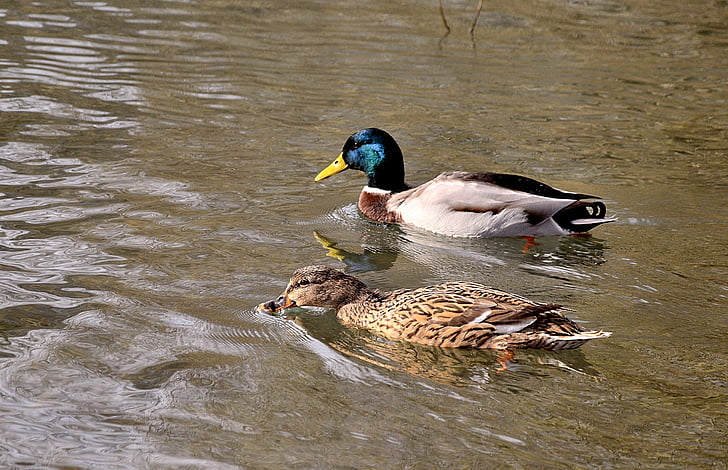 pair of ducks, lovers, pond, spring, animal themes, animals in the wild, water