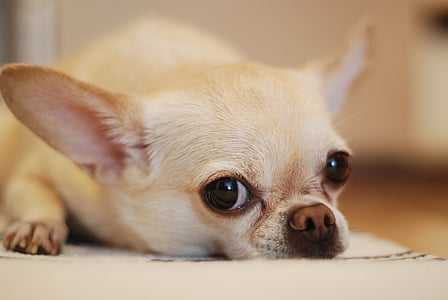 adorabil, animale, canin, Chihuahua, Close-up, drăguţ, câine