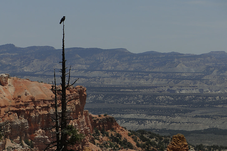 Bryce canyon, ptica, prosto živeče živali, nacionalni, Park, puščava, Bryce
