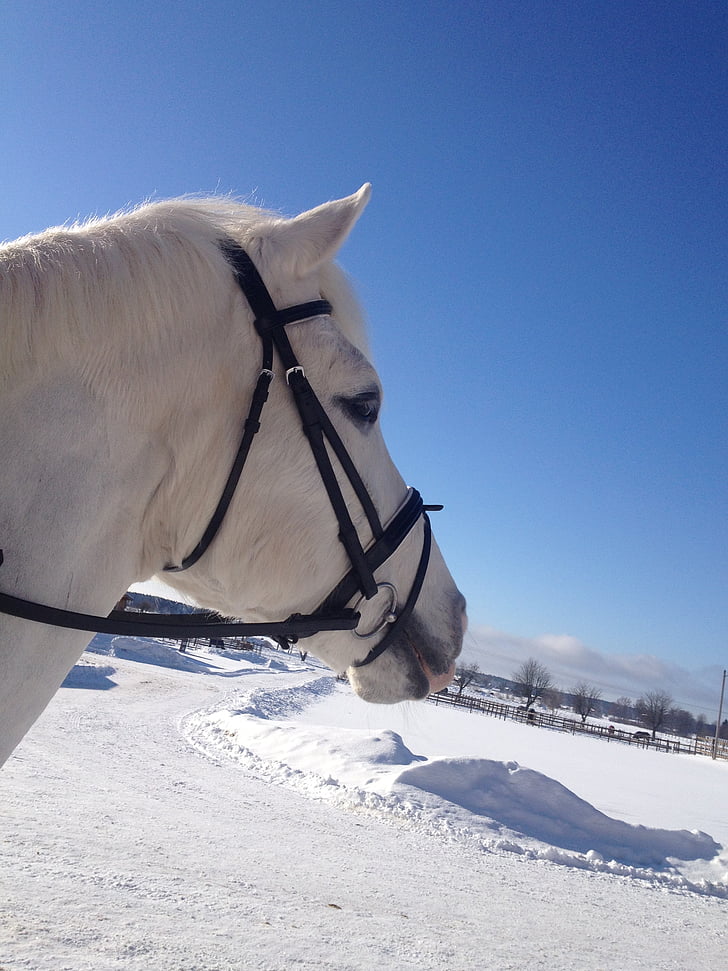 horse, winter, nature