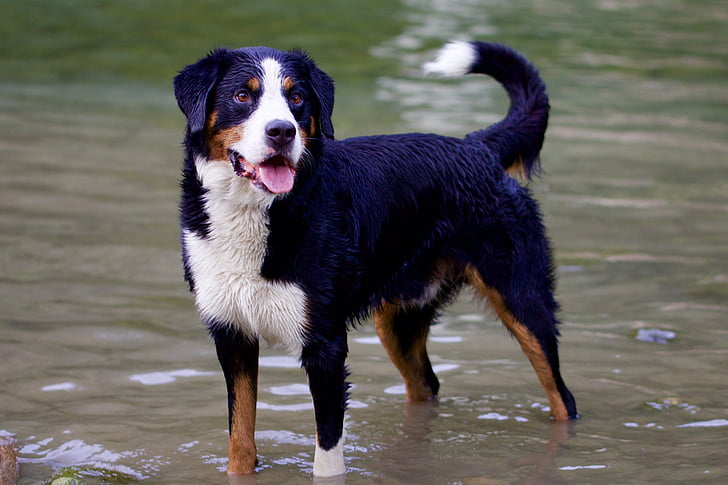 dieren, hond, dierlijke portret, in het water, huisdieren, dier, Canine