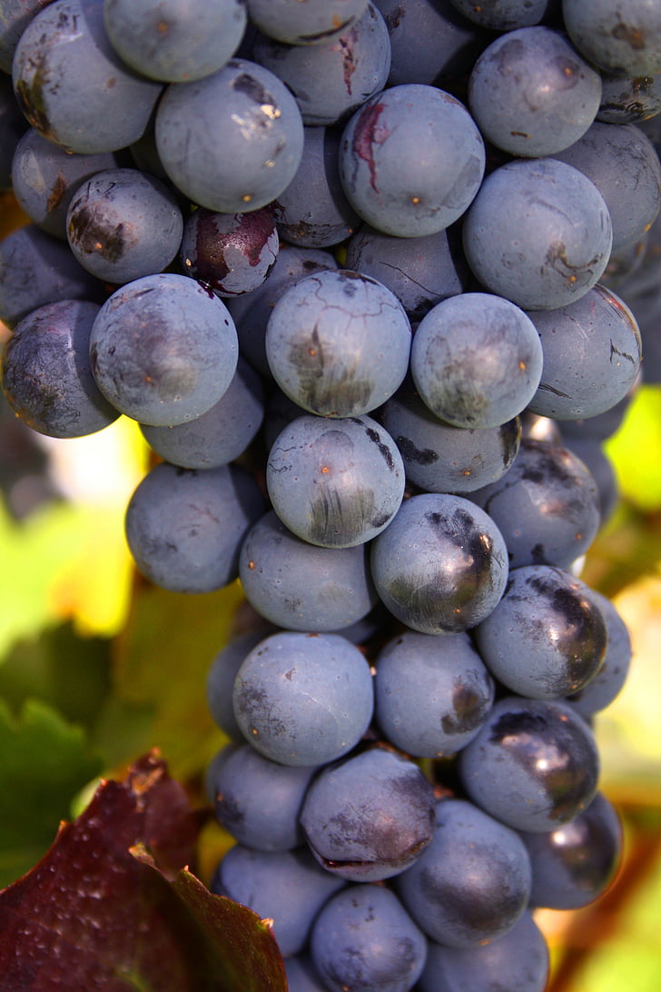vīnogas, saišķī, augļi, vīnogulāju, Nogatavojies, Leaf, ražas