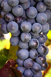 szőlő, csomó, gyümölcs, szőlő, érett, levél, betakarítás