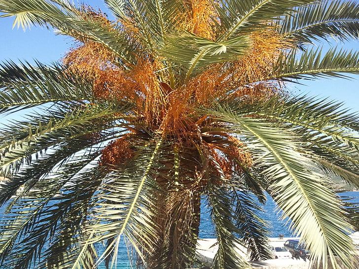 Дерево пальмы, пляж, праздник, Канарские острова