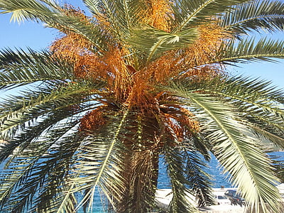 palmier, plage, vacances, îles Canaries