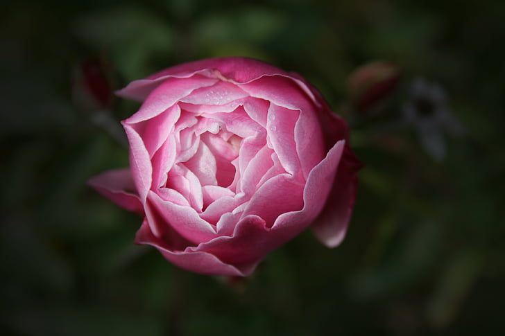 Hoa hồng, hoa mẫu đơn, Sân vườn, màu hồng, yên bình, tâm trạng, làm vườn
