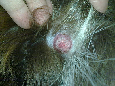 hund, hud, Lyme, erythema migrans, close-up, menneskehår, kvinder