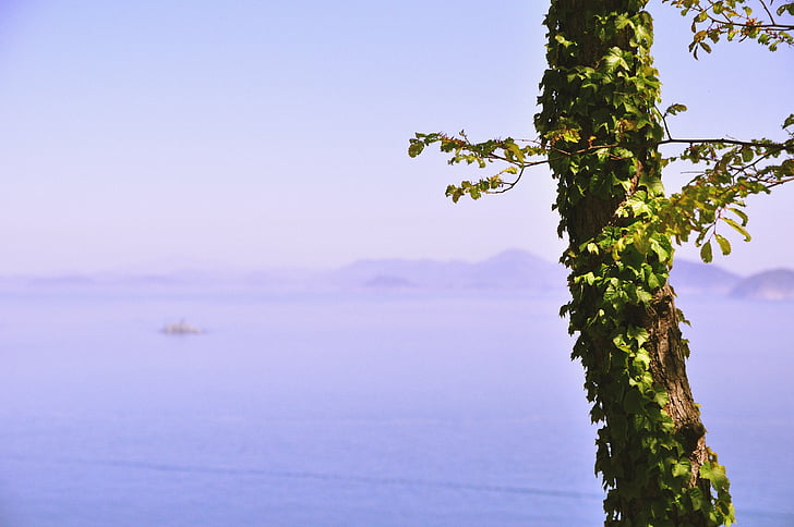 tree, leaves, ocean, sea, water, nature, sky