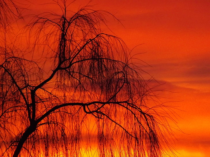 Willow, zonsondergang, zon, hemel, wolk, boom, rood