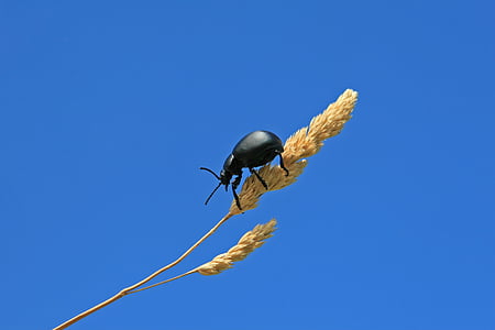 agricultura, animal, artrópodo, hermosa, Escarabajo de la, negro, error