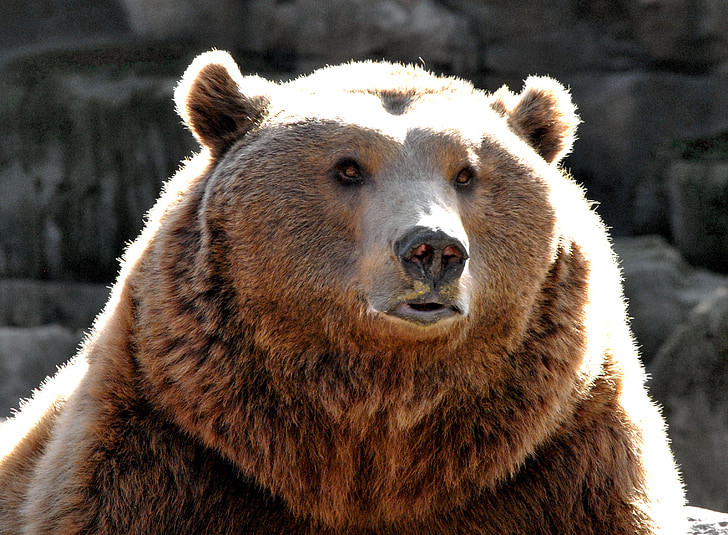 Bär, Natur, Zoo, Tier, Brauner Bär, die Welt der Tiere, Fauna