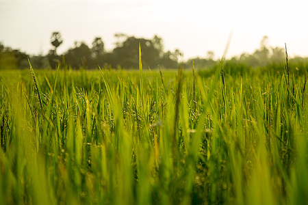 ориз, поле, ферма, природата, растителна, Азия, Селско стопанство