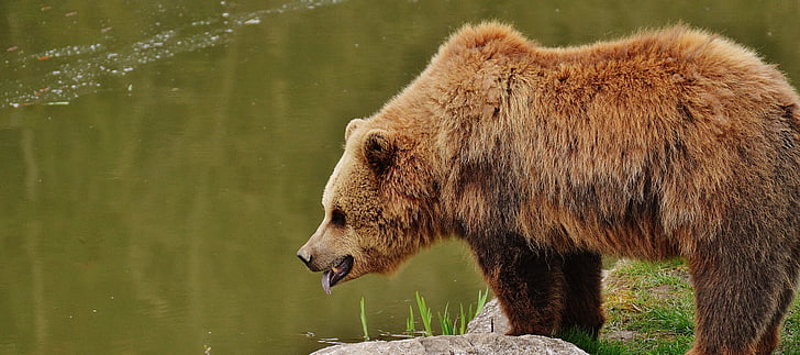 medve, Wildpark poing, vadon élő állatok, állat, veszélyes, állatkert, erdő