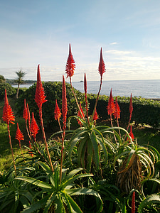червени цветя, море, засаждане, растителна, червен, флора