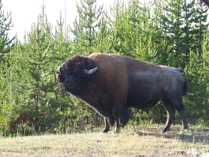 Bison, Wyoming, Yellowstone, faune, mammifère, cors, buffle