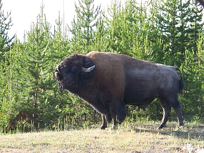 Bison, Wyoming, Yellowstone, voľne žijúcich živočíchov, cicavec, rohy, Buffalo