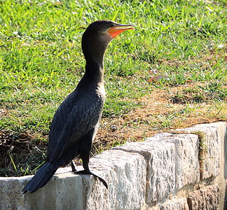 neotropic cormorant, lake, neotropic cormorant swimming, pond