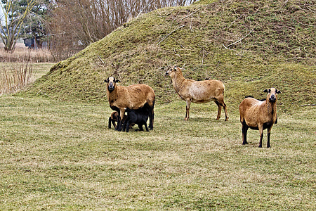 ovelhas, pasto, pecuária, Prado, lã