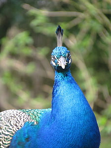 peacock, animal, bird, plumage, nature, blue, bodnar