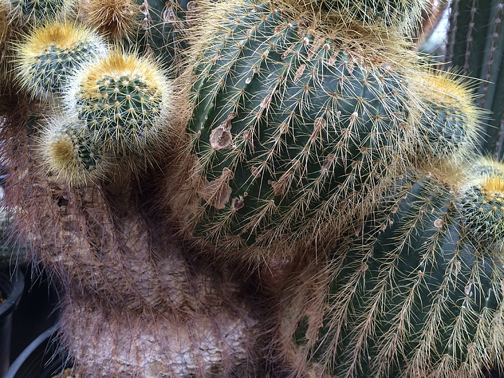 jardin botanique de Berkeley, cactus épineux, Cactus
