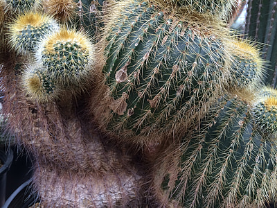 Berkeley Botaniska trädgård, taggig kaktus, Cactus