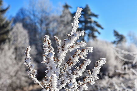 rimfrost, vinter, krystal, landskab, vinter stemning, vinterlige, natur
