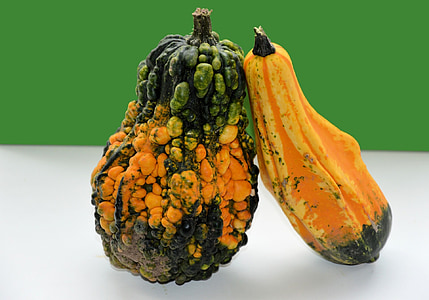 gourd, ornamental, fruit, decoration, autumn, fall, thanksgiving