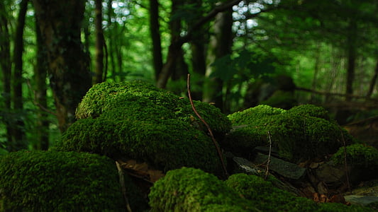 forest, trees, foam, vegetation, undergrowth, rocks, stones covered with foam