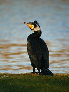great cormorant, birds, waterfowl