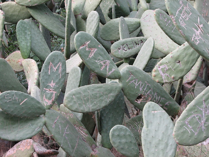 Cactus, cactus oreille, plante, nom, gravé, nature