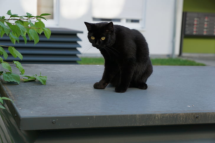 кішка, чорний, тварини, удачі, відновити, стурбованість, сірий