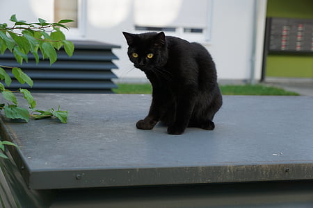 kedi, siyah, hayvan, şans, yeniden elde etmek, endişeleri, gri