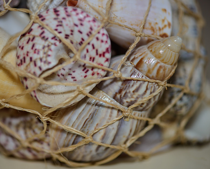 shells, scallops, twine, sea, imprisoned, souvenir