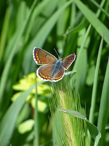 бабочка, Aricia cramera, брюнетка, Южная Moreneta, стебель, насекомое, Природа