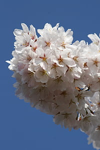 cseresznyevirág, fehér virágok, tavaszi, természet, tavasz, virág, fehér