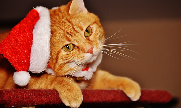 kucing, merah, Natal, topi Santa, Lucu, Manis, ikan kembung