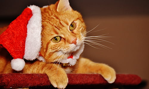 mačka, červená, Vianoce, Santa klobúk, smiešny, milý, makrela