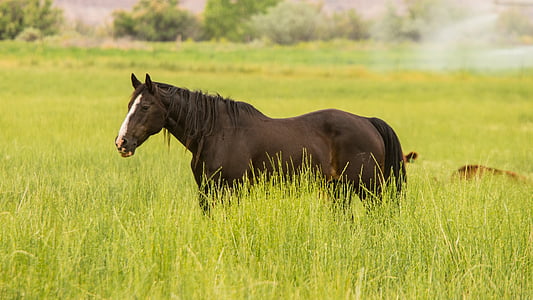 noir, blanc, cheval, au milieu de, herbe, en journée, vert